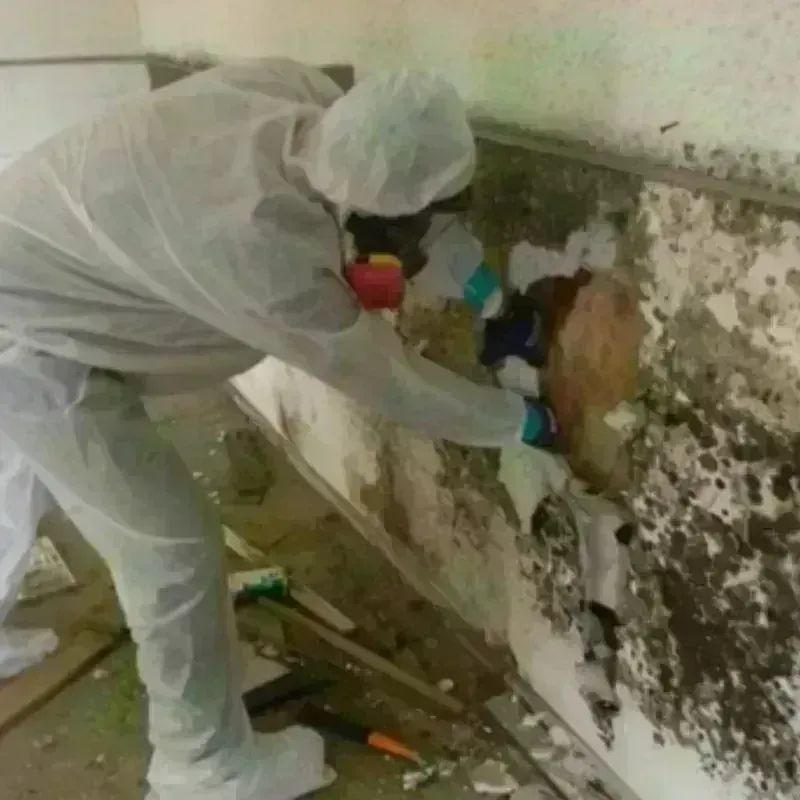 Mold Remediation and Removal in San Marcos, TX